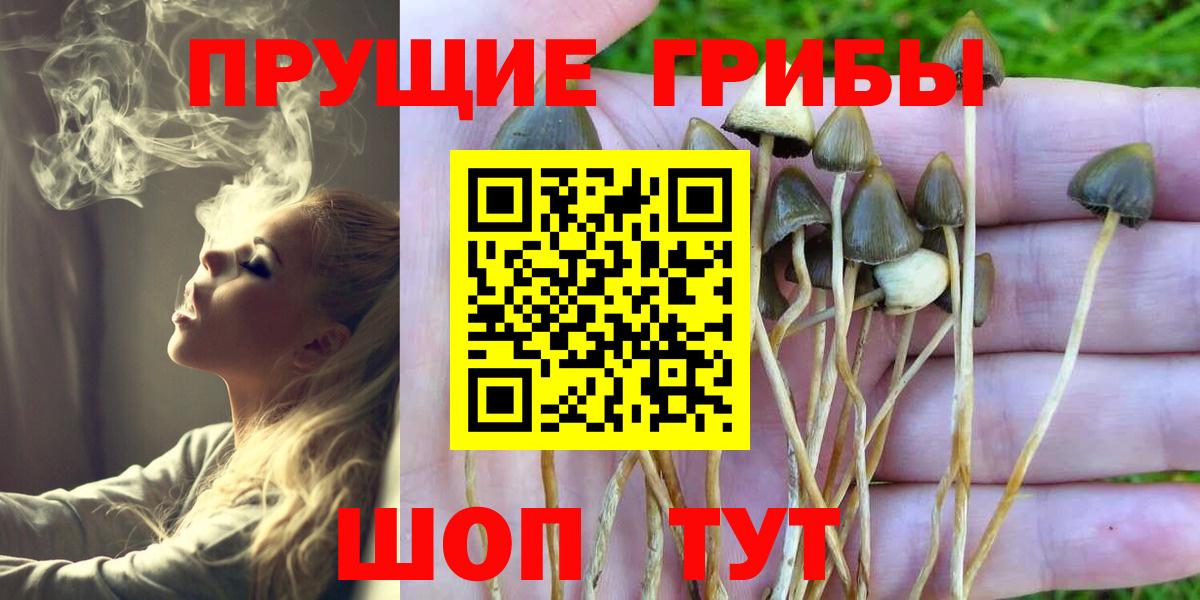 Галлюциногенные грибы GOLDEN TEACHER  Вход с VPN  Ртищево  Псилоцибиновые грибы мухоморы 